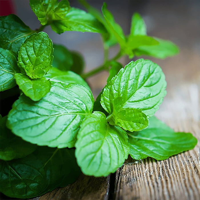 "Airomé : Peppermint Essential Oil -"