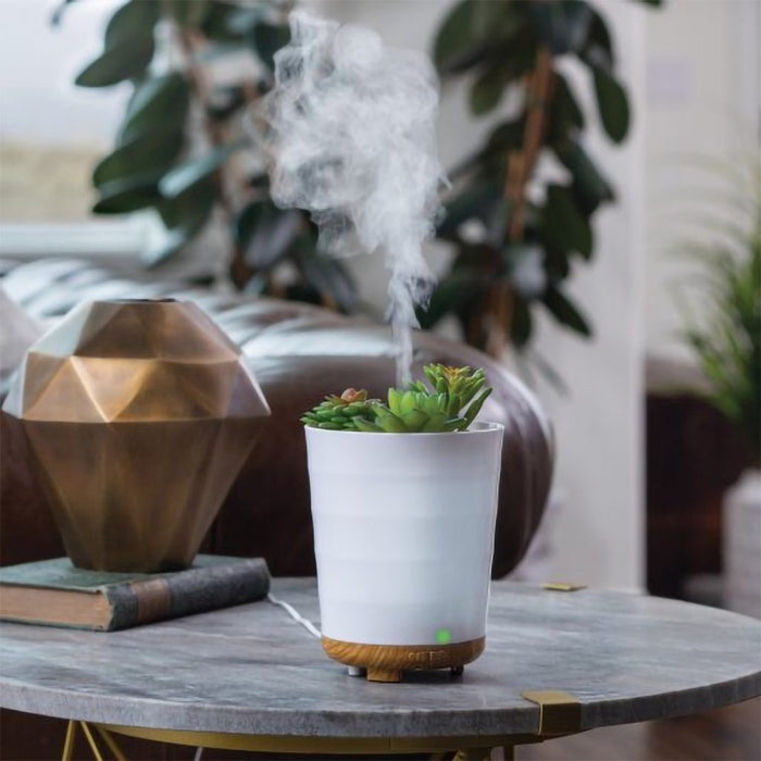 Airomé : Potted Succulent Medium Ultra SonicDiffuser - Airomé : Potted Succulent Medium Ultra SonicDiffuser