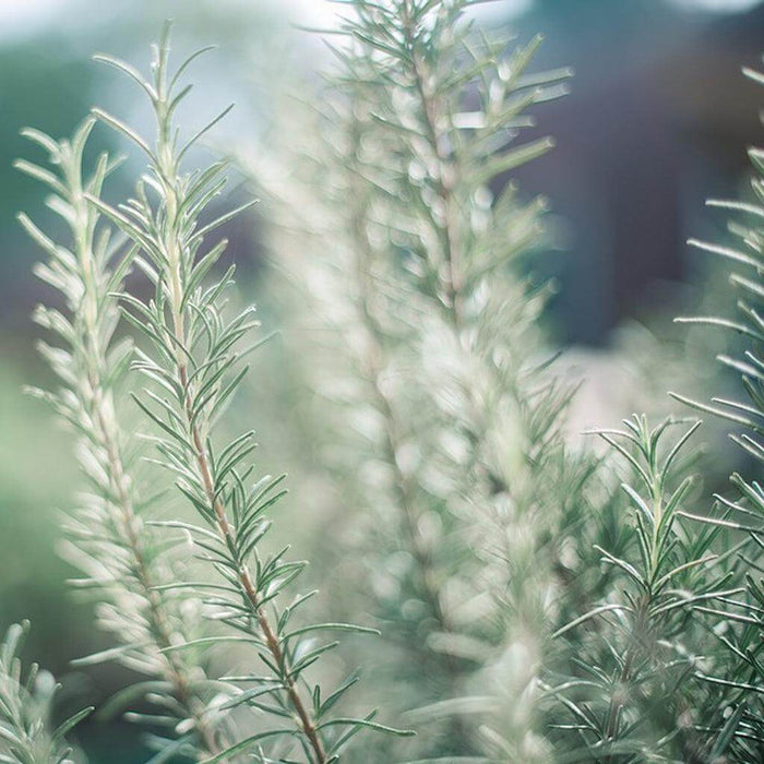 "Airomé : Rosemary Essential Oil -"
