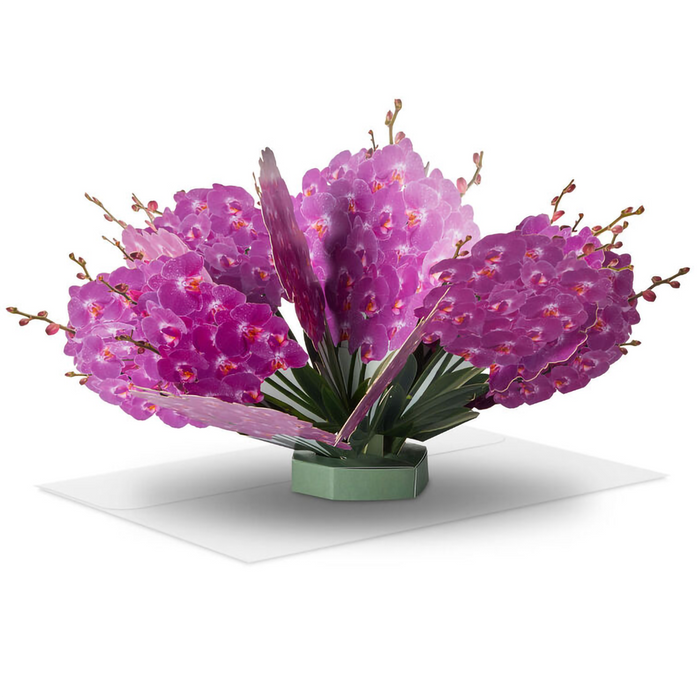 Fuchsia Orchids