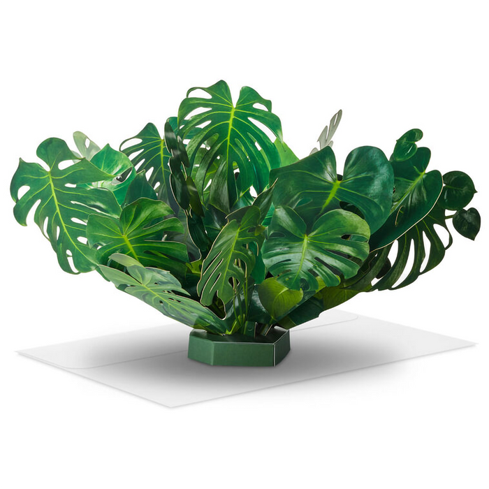 Monstera Plant