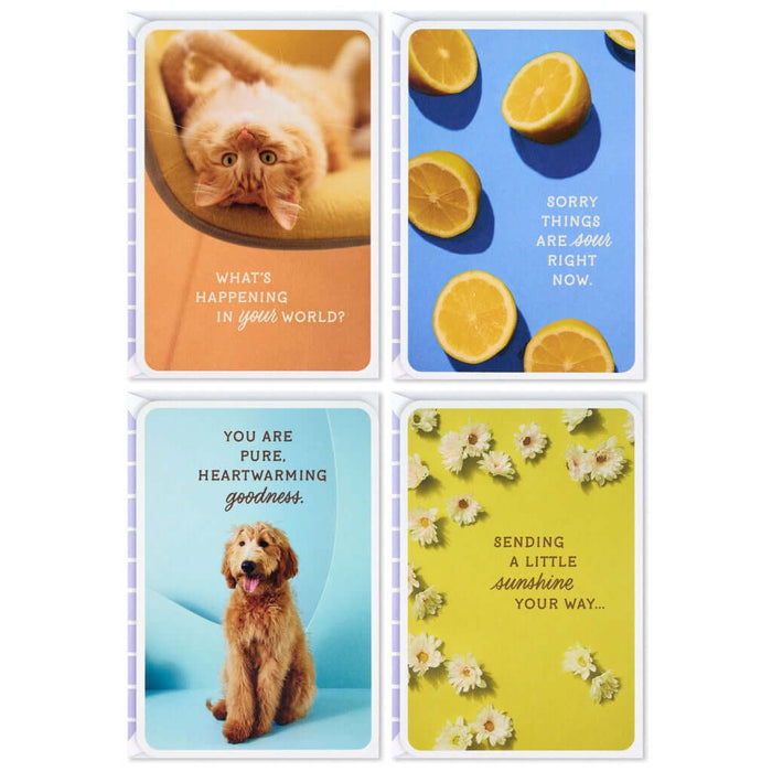 Four cards with different images and text on a white background