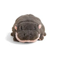 Cute baby hippo ready to be snuggled
