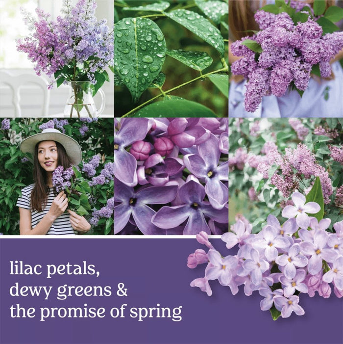 "Yankee Candle : Easy MeltCup in Lilac Blossoms -"